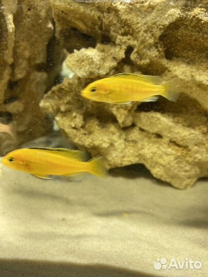 Аквариумные рыбки