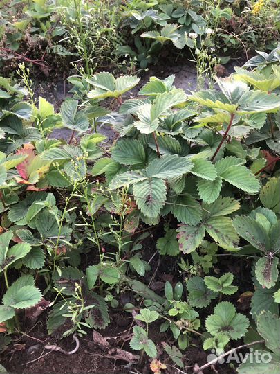 Рассада клубники