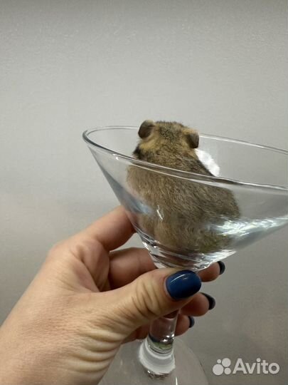 Хомяк осталось 3 малыша