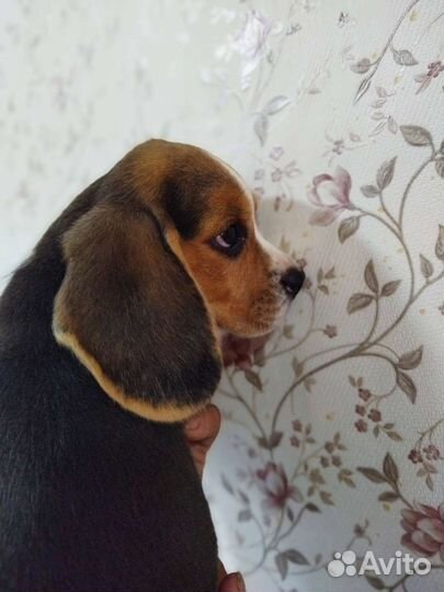 Щенки бигль