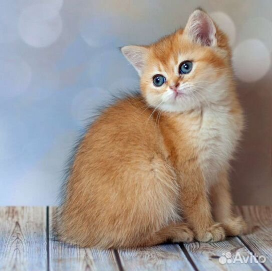 Яркая британская золотая шиншилла