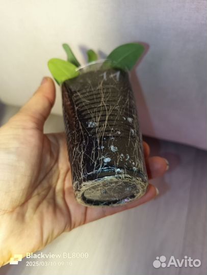 Эустома рассада