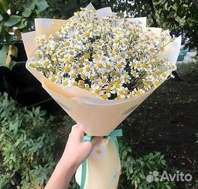 Цветы ромашки