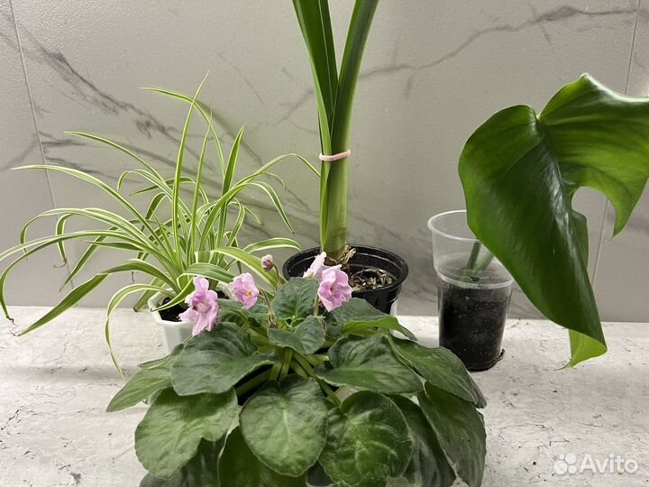 Гиппеаструм, монстера, фиалка, хлорофитум