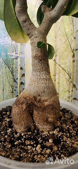 Адениум цветёт яркий, крупный цветок