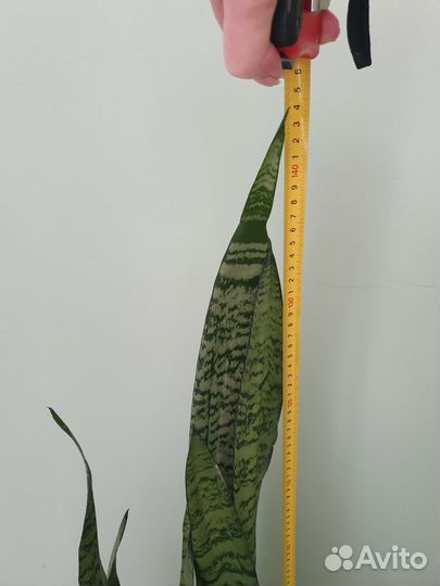 Сансевиерия