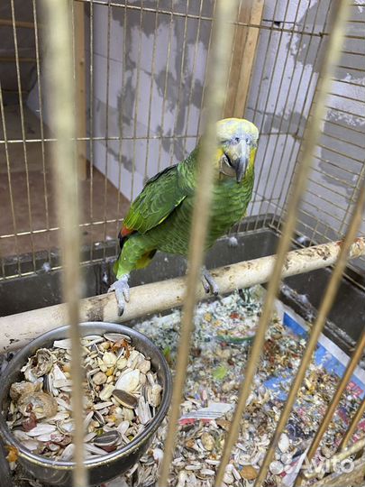 4 Венесуэльских Амазонов