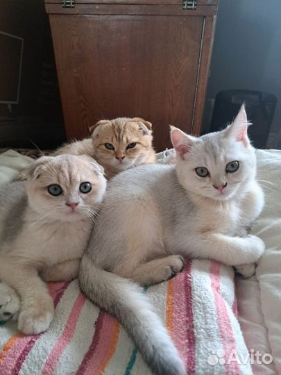 Шотландские котята