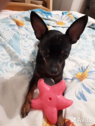 Домашние животные собаки маленькие вязка