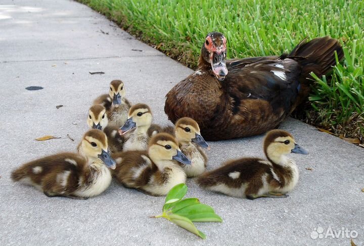 Мускусные утки, курицы