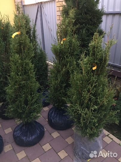 Туи, кипарисовик, хвойные в ассортименте