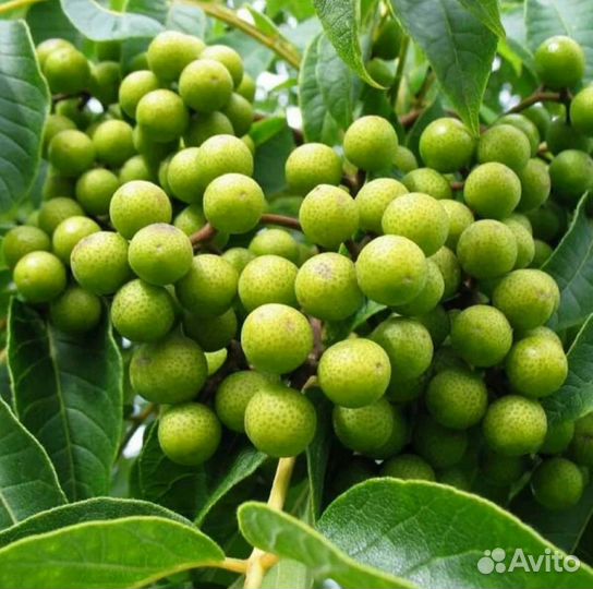 Бархат амурский, взрослые саженцы