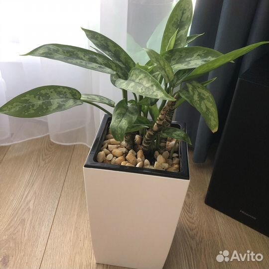 Спатифиллум