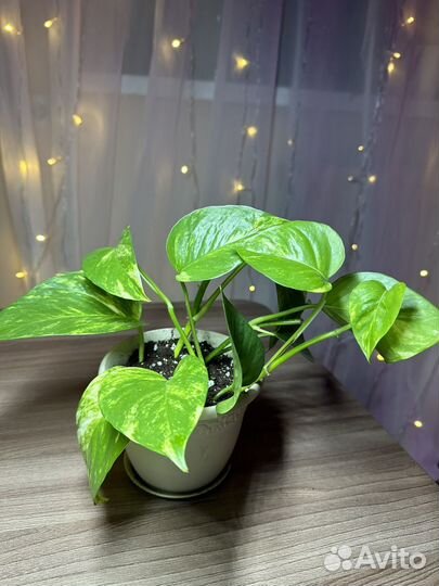 Сциндапсус золотистый