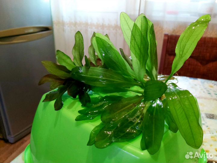 Прополка и Эхинодорусы