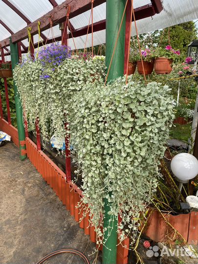 Дихондра серебристый водопад, Изумрудный