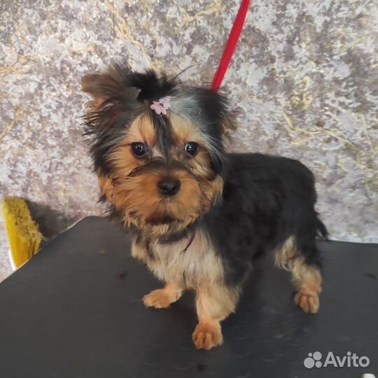 Девочки йорочки)