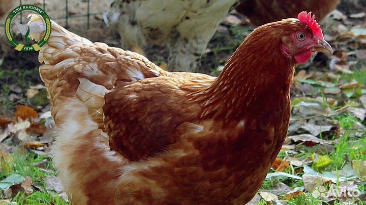 Несушки с доставкой