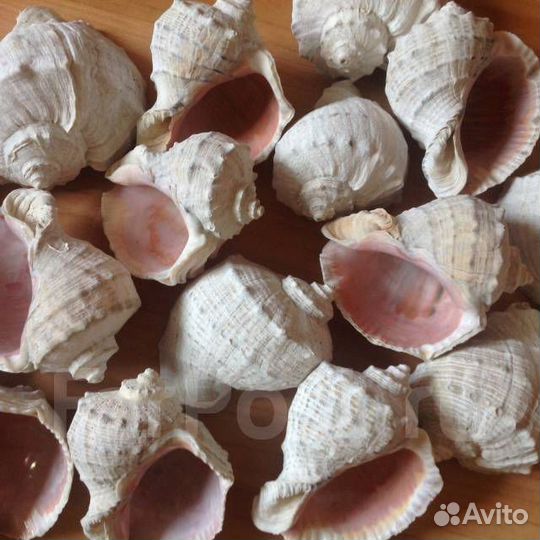 Морские раковины рапанов - 20 шт