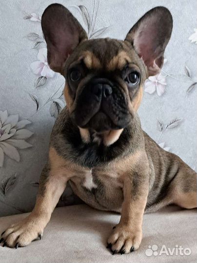 Французский бульдог щенки девочка
