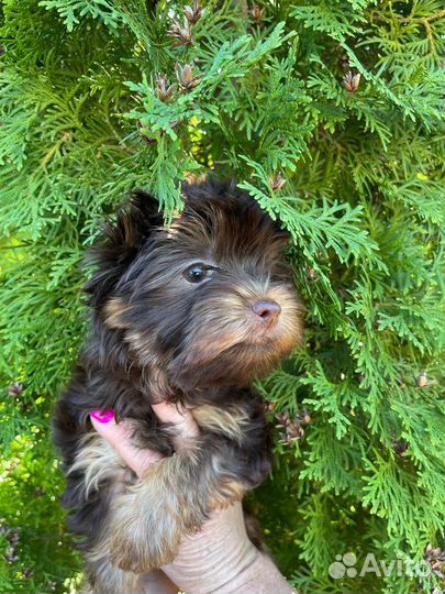 Йорочка шоколад с подпалом