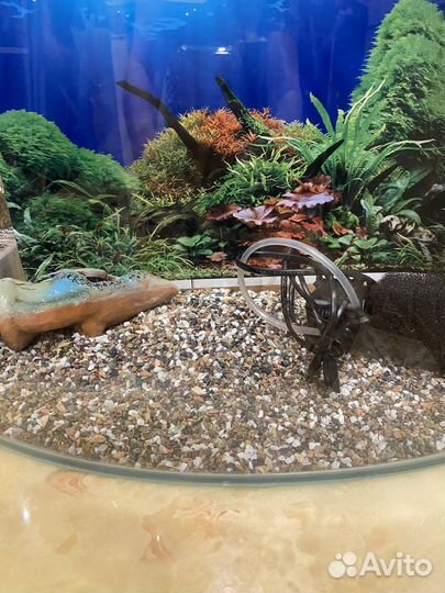 Аквариум