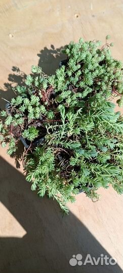 Очиток испанский