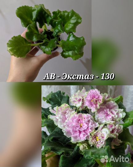 Стартеры сортовых фиалок