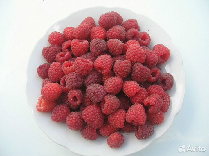 Саженцы малины ежемалины