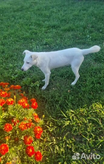 Милый красавец песик Снежок ищет дом