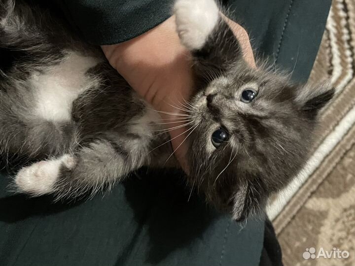 Красивые котята