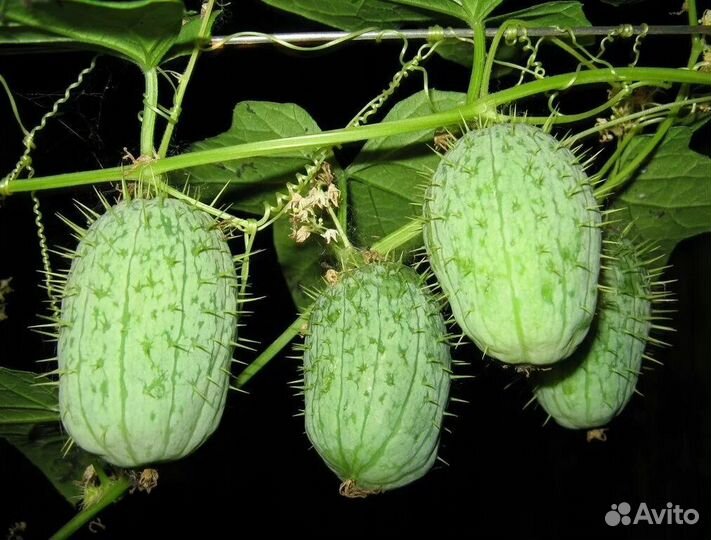 Вьюнок садовый бешеный огурец