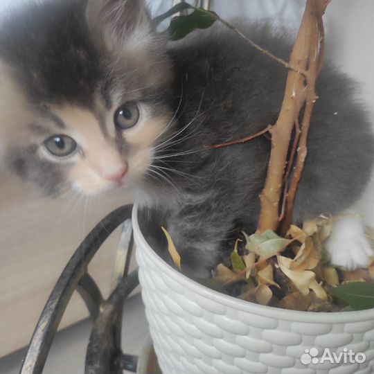 Кошечка Мейн Кун