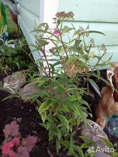 Спирия, дерен, ива