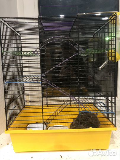 Белки дегу с клеткой