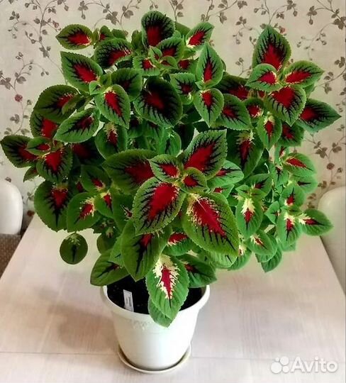 Колеус арбуз