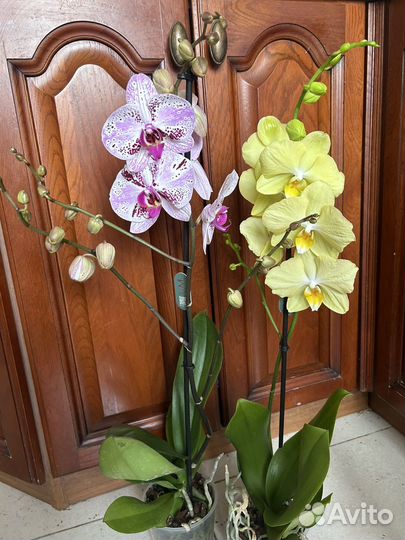 Орхидеи фаленопсис