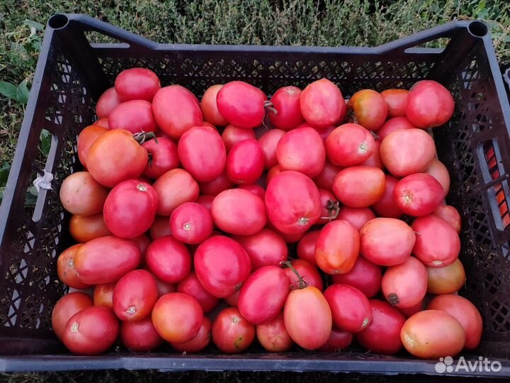 Помидоры домашние