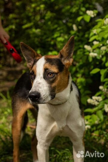 Собака в добрые ручки