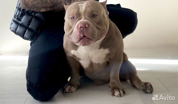 American bully вязка