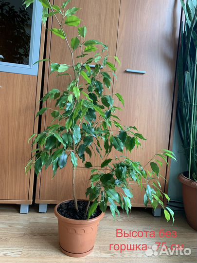 Фикус Бенджамина