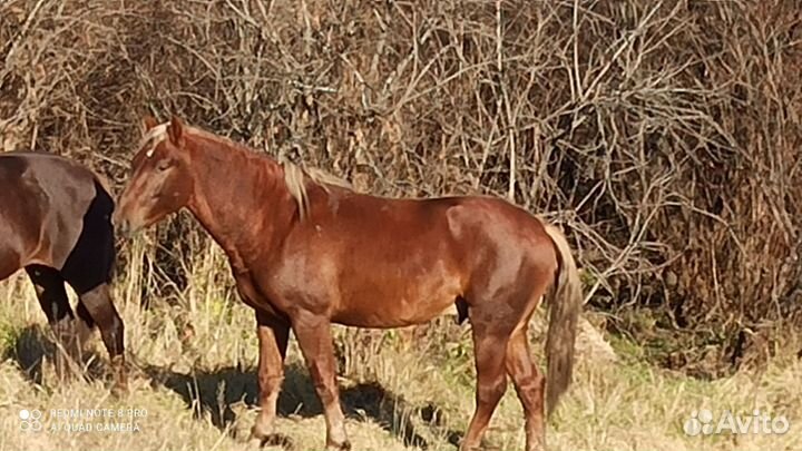 Продам коней