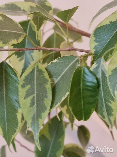 Фикус Бенджамина Кинки большой