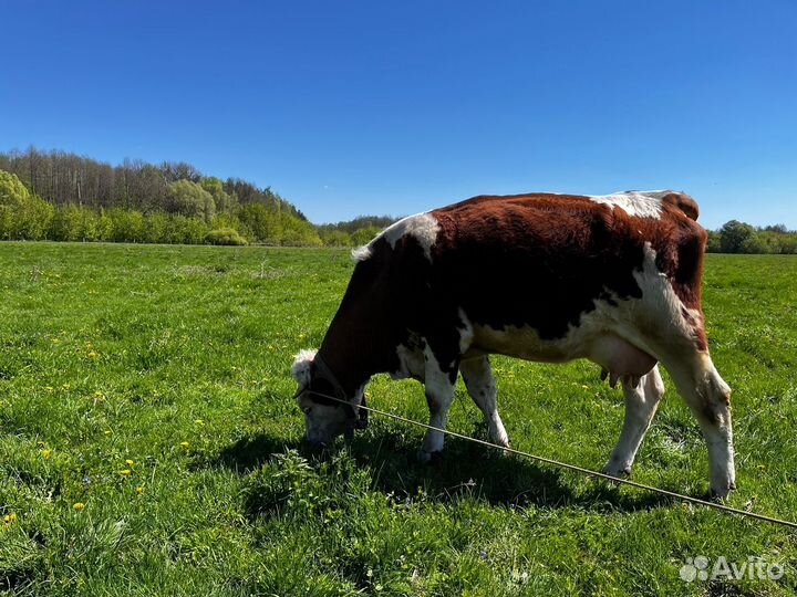 Корова дойная