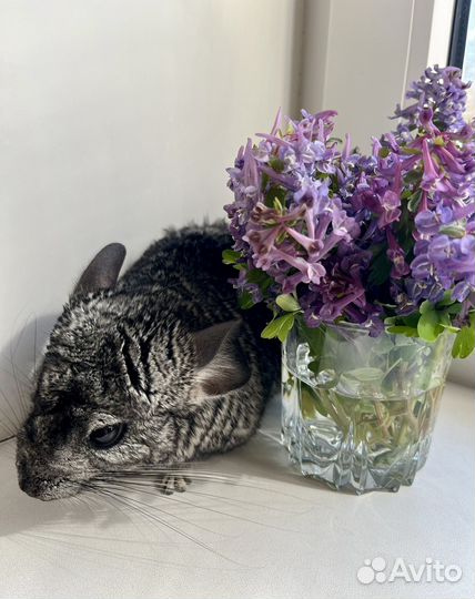 Шиншила в добрые руки