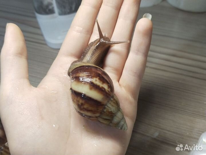 Ахатина фулика стандарт