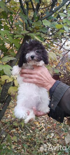 Девочка пуделек