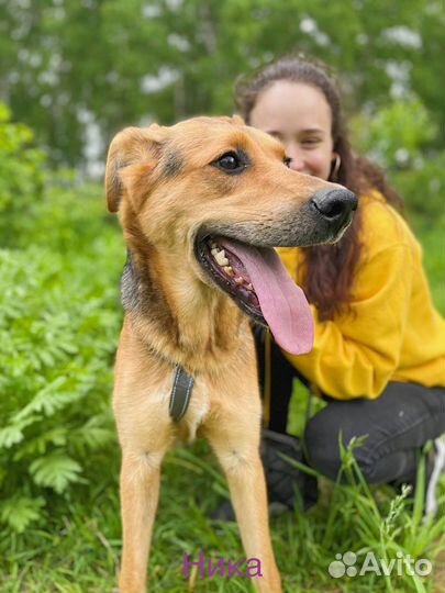 Щенок в добрые руки