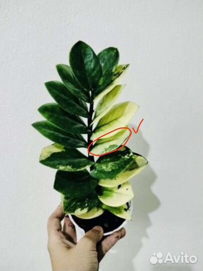 Замиокулькас шорт лив вариегатный