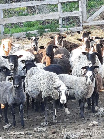 Продам стадо овец